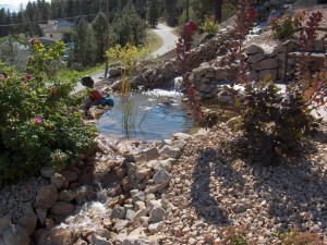 A pond